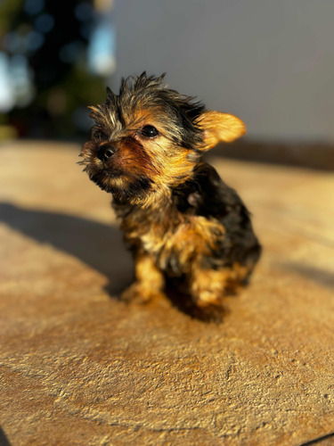 Perro Yorkshire Terrier