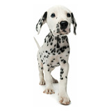 Cachorros Dalmata Con Registro Perros Puppy Pet Can