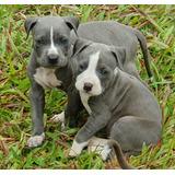 Filhotes Pit Bull Blue Nose Puro C/ Pedigree. Disponíveis