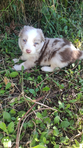 Cachorro Border Collie Red Merle Bogotá Animal Pets