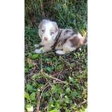 Cachorro Border Collie Red Merle Bogotá Animal Pets