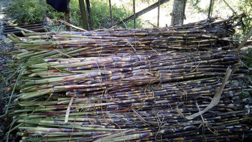 Semilla Caña Forrajera Boton De Oro Bulto X30 Kilos!