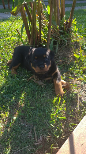 Rottweiler Filhotes Com Garantia,  Pedigree E Vacinados 