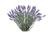 Pack De 5 Lavanda Francesa Pequeña Ornamental Aromática