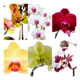 Kit 12 Mudas De Orquidea Phalaenopsis Lindas No Vaso