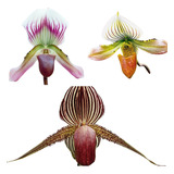 3 Mudas Orquidea Sapatinho Paphiopedilum No Vaso