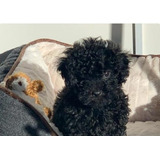 Lindos Cachorros French Poodles Negro Azabache T Cup Mini