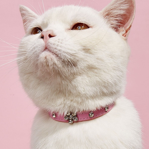 Collar Rosa Para Gato