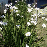 Iris Blanco Lirio 15 Semillas Flores Sol Directo  Sdqro2
