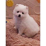 Pomerania Hembra Blanca Cachorro 