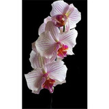 10 Semillas Orquídea Cymbidium Varios Tipos Cultivo Jardin 