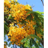 10 Flamboyant Amarelo Delonix Regia Bonsai Sementes P/ Mudas