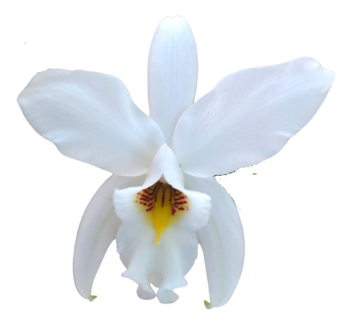 Orquídea Laelia Anceps Alba Tubolar - Planta Adulta Linda