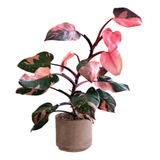 Planta Philodendron Pink Princess - Muda Filodendron Raro 