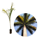10 Mudas De Palmeira Imperial Gigante - 150cm - Bem Formada