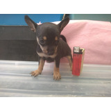  Cachorra Chihuahua Golondrina Tacita Miniatura Bolsillo 