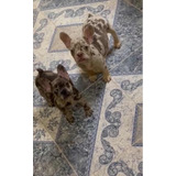 Bulldog Frances Black Merle & Chocolerle Antan Y Bruchef