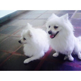 Pomerania Blancos  Machos Buscan Hembra - Kg a $714