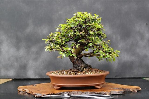 Bonsai Elmo Chines Ulmus Parvifolia Àrvore Sementes P/ Mudas