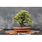 Bonsai Elmo Chines Ulmus Parvifolia Àrvore 10 Sementes