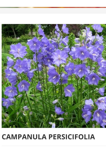 Plantas De Campanula Persicifolia.  Colores. Azul/blanca Mix