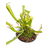 Planta Carnivora Sarracenia, Ejemplar Único! 