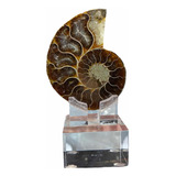 1 Piedra De Colección Ammonite En Base Acrílico Auténtico