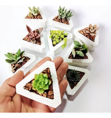 Pack 9 Mini Plantas Variedades Con Macetero Triangulo