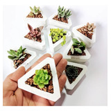 Pack 9 Mini Plantas Variedades Con Macetero Triangulo