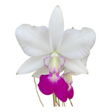 Muda De Orquídea Walkeriana Semi-alba Em Toquinho