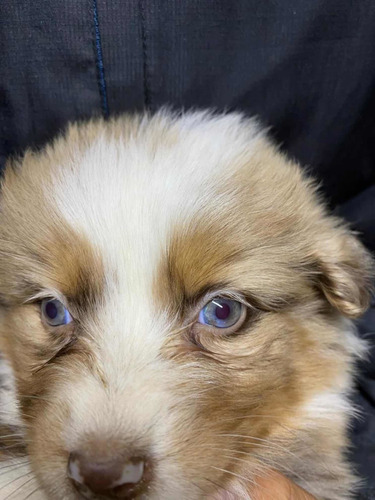 Cachorra Pastor Ovejero Australiano Hembra