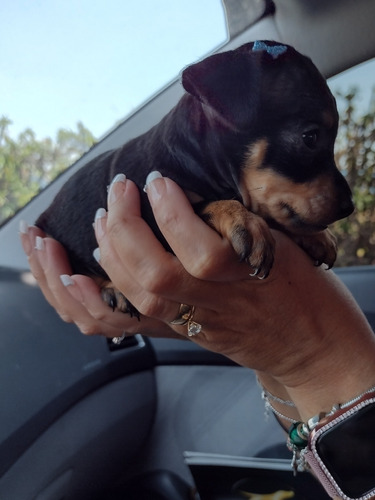 Pinscher, Lindos Bbs Miniaturas, Bem Pequenos 