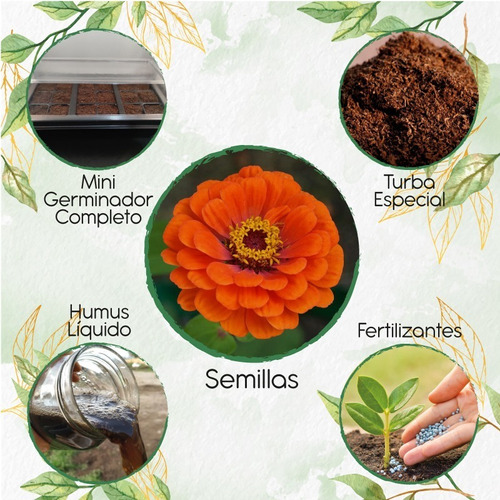 200 Semillas De Flor Rosa Mística + Kit De Germinación Espec