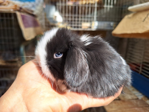 Conejos Belier Mini Lop Ojos Azules