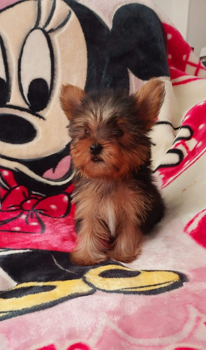 Hermosos Yorkshire Terrier