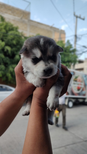 Cachorros Husky 