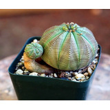 Semillas Euphorbia Obesa Cactus Suculenta Envío A Todo Chile