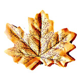 Folhas Canadenses Outonadas Maple Plátano