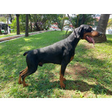 Filhotes De Doberman!com Pedigree!!