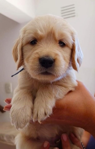 Hermosos Golden Retriever Inscritos Kennel Club