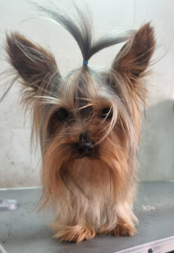 Yorkshire Terrier P/monta, Super Chiquito! Garantizado.