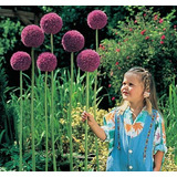 25 Sementes De Allium Giganteum Flor Alho Gigante P/  Mudas