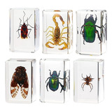 Pacote Com 6 Amostras De Resina De Insetos Cicada Collection