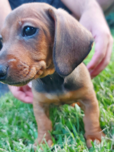 Cachorro Dachshund Salchicha Mini Ultimo