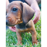 Cachorro Dachshund Salchicha Mini Ultimo