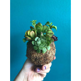 Kokedama Suculentas