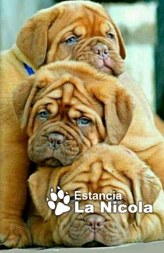 Cachorros Dogo De Burdeos