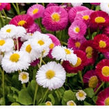 Semillas Primavera Bellis Monstrosa Mix Colores Prosperidad