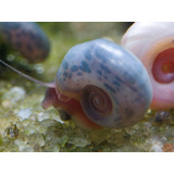 Caramujo Pink E Blue Ramshorn - 30 Unid.