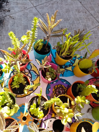 Mini Plantas Suculentas Y Cactus, Para Souvenirs O Regalar